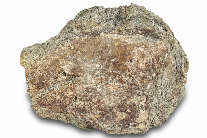 Dinosaur (Triceratops) Frill Shield Section - Montana #263680